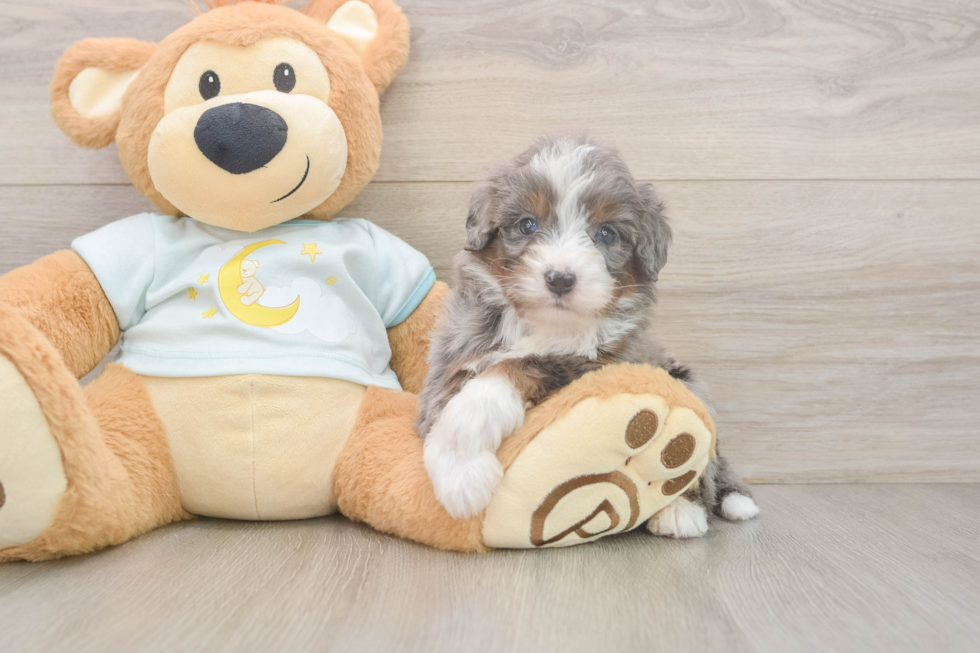 Popular Mini Bernedoodle Poodle Mix Pup