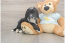 Best Mini Bernedoodle Baby