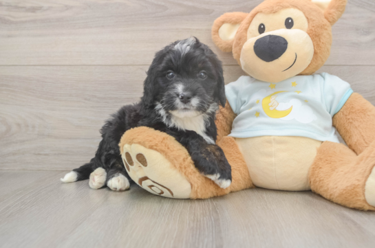 Best Mini Bernedoodle Baby