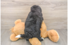 Mini Bernedoodle Pup Being Cute