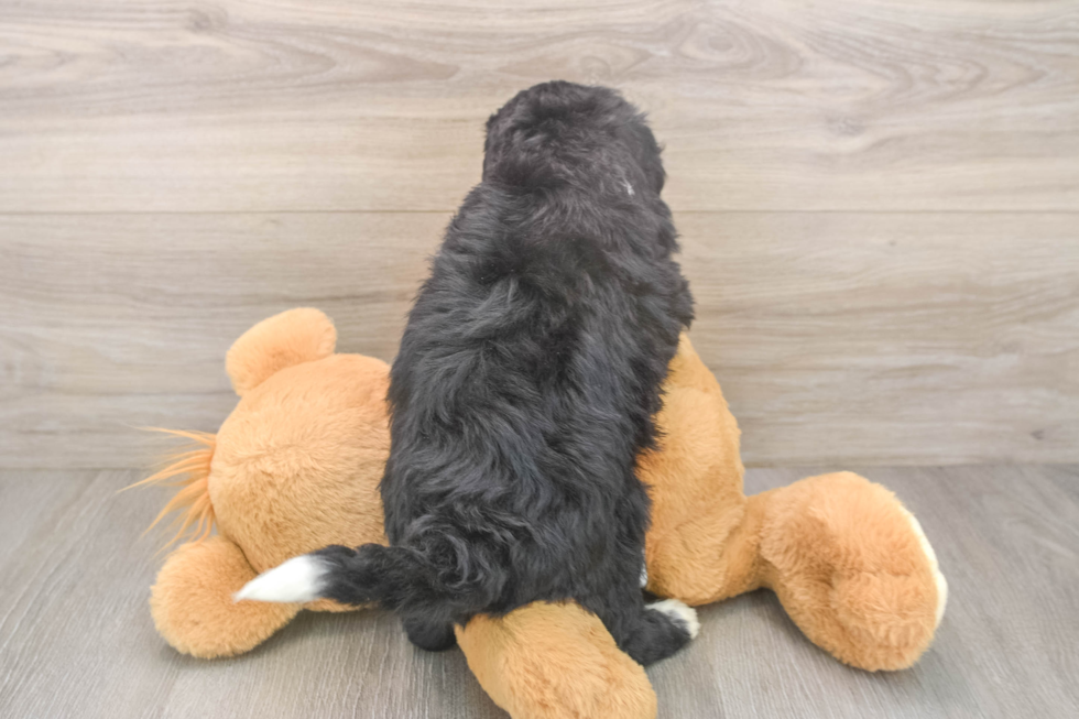 Mini Bernedoodle Pup Being Cute