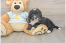 Mini Bernedoodle Puppy for Adoption