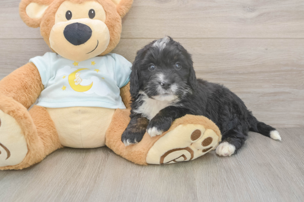 Mini Bernedoodle Puppy for Adoption