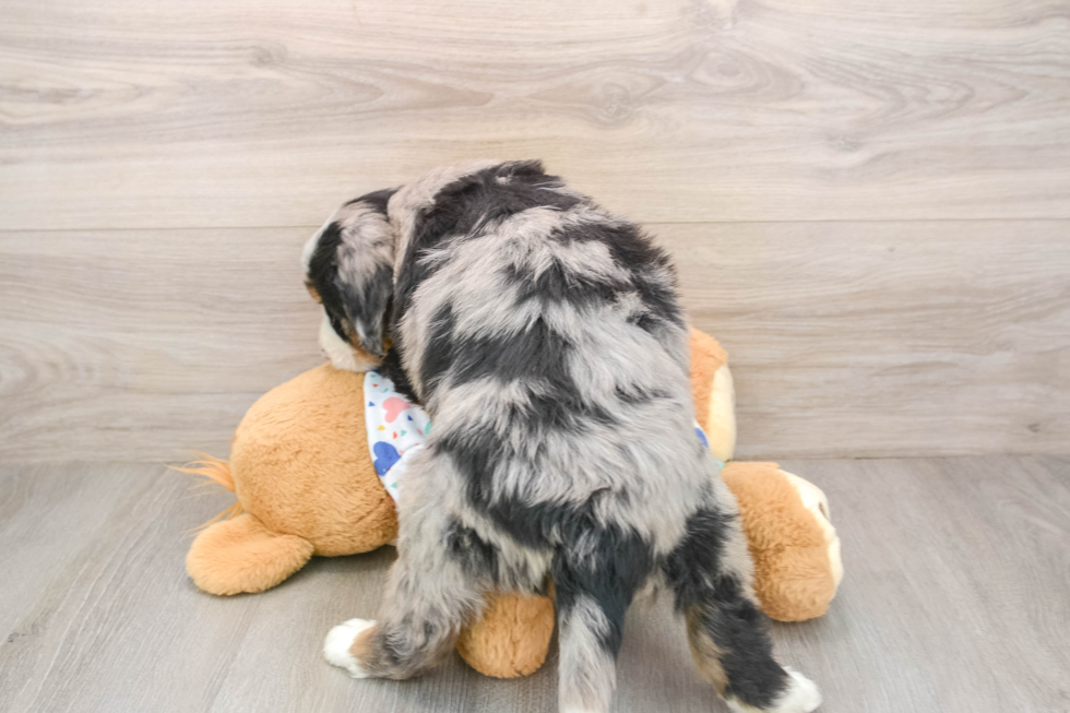 Best Mini Bernedoodle Baby