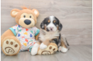 Mini Bernedoodle Puppy for Adoption