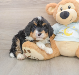 6 week old Mini Bernedoodle Puppy For Sale - Premier Pups