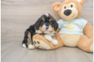 Mini Bernedoodle Pup Being Cute