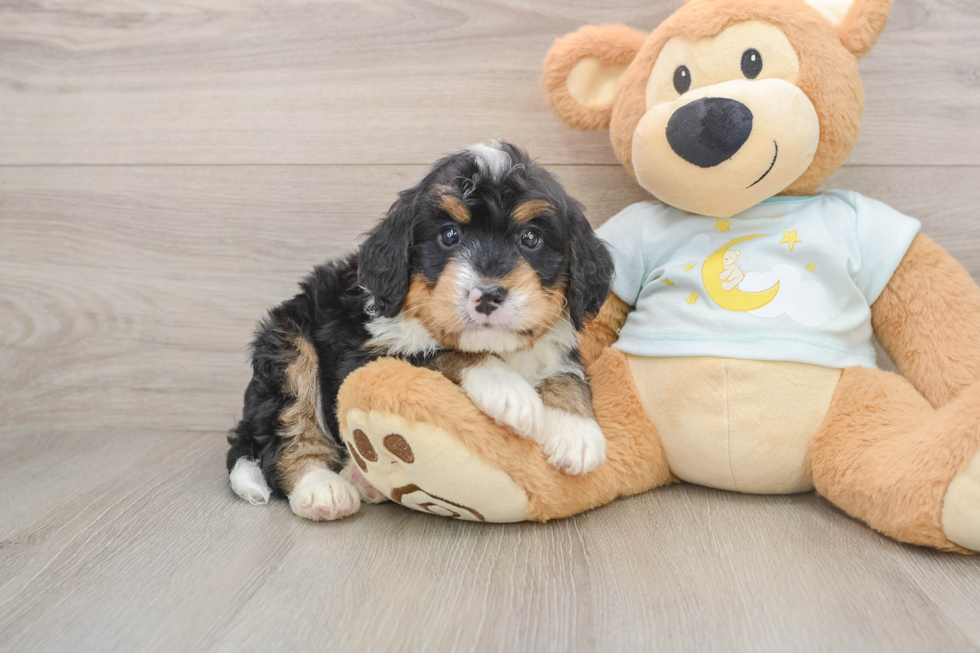 Mini Bernedoodle Pup Being Cute