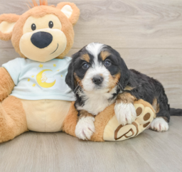 5 week old Mini Bernedoodle Puppy For Sale - Premier Pups