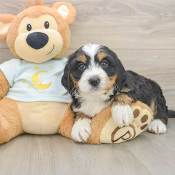 Best Mini Bernedoodle Baby