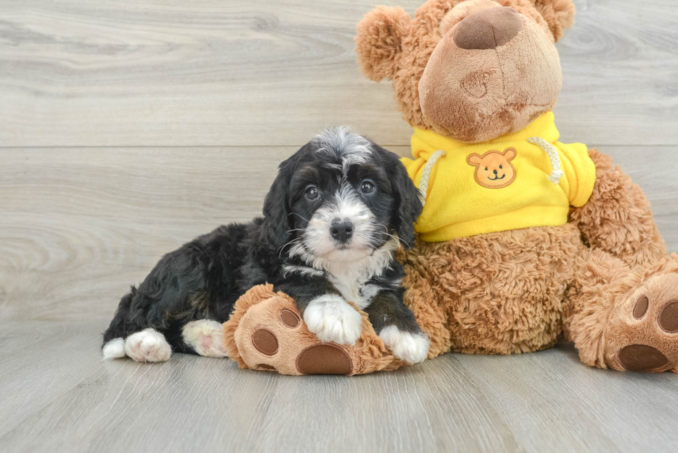 Best Mini Bernedoodle Baby