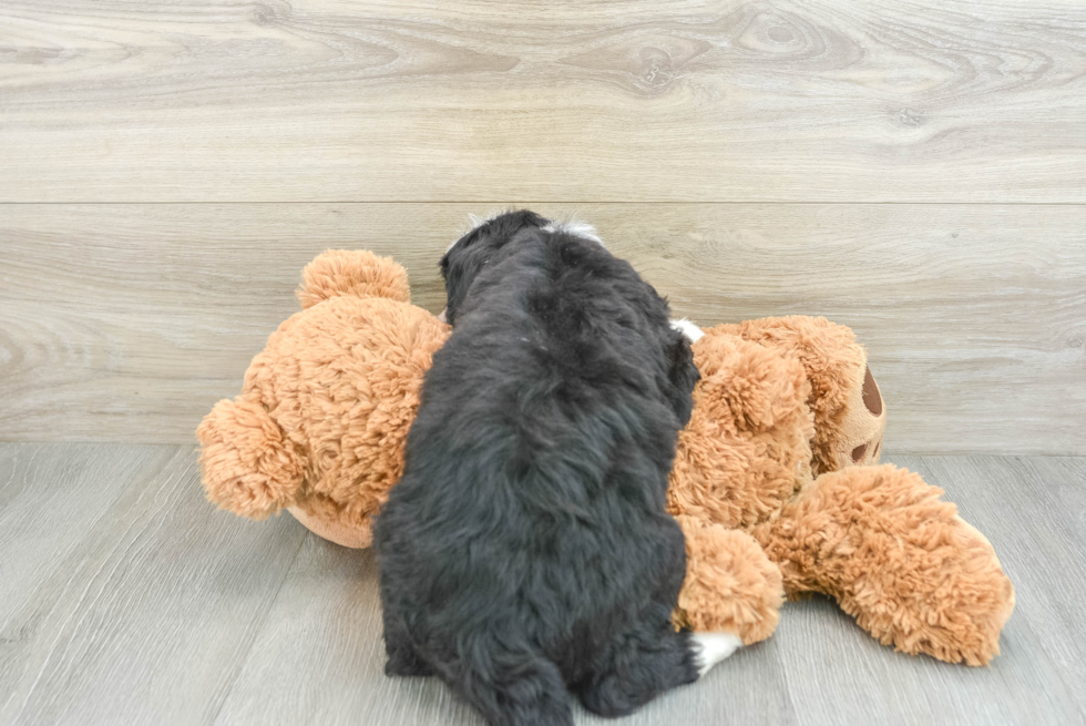 Best Mini Bernedoodle Baby