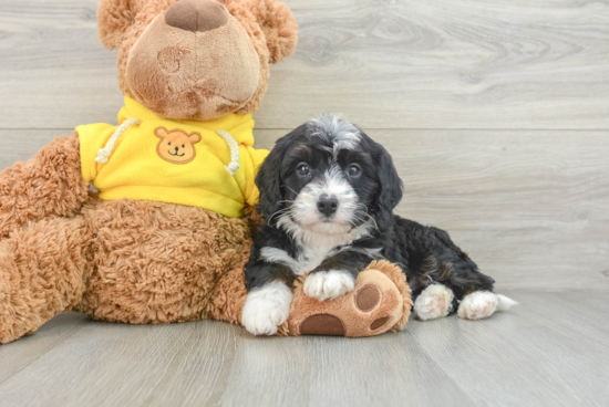 Mini Bernedoodle Pup Being Cute