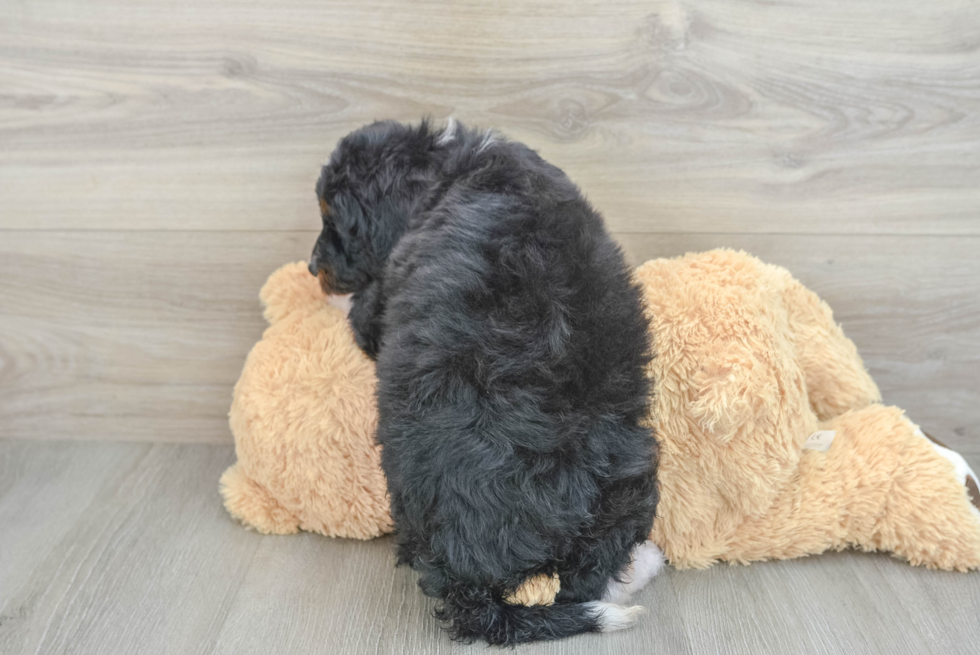 Cute Mini Bernedoodle Baby