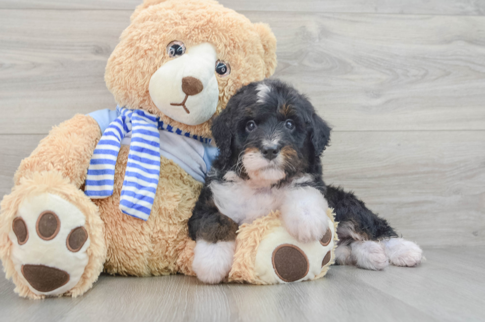 6 week old Mini Bernedoodle Puppy For Sale - Premier Pups