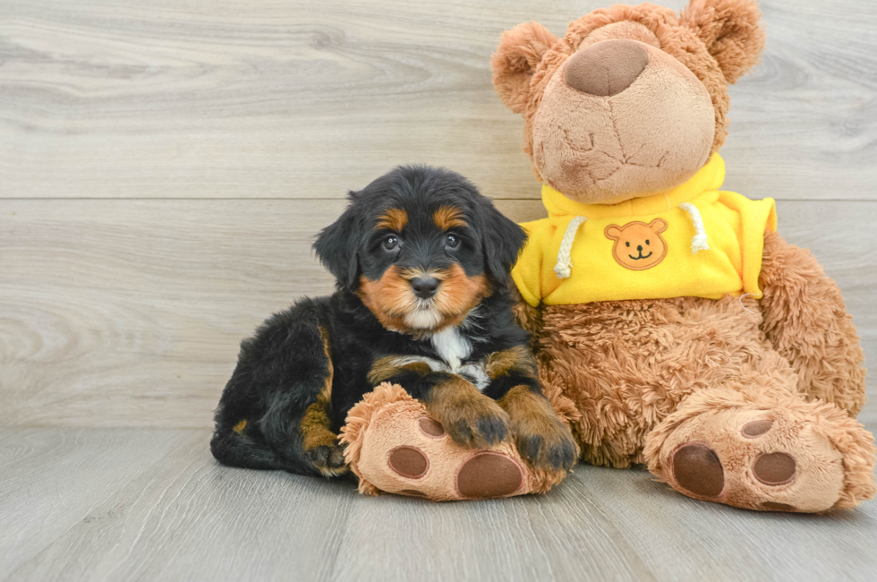 5 week old Mini Bernedoodle Puppy For Sale - Premier Pups