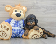 9 week old Mini Bernedoodle Puppy For Sale - Premier Pups