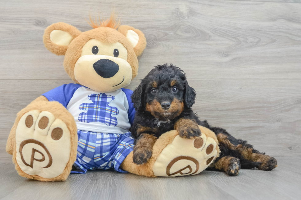 5 week old Mini Bernedoodle Puppy For Sale - Premier Pups