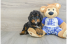 Mini Bernedoodle Pup Being Cute