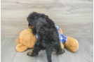 Adorable Mini Berniedoodle Poodle Mix Puppy