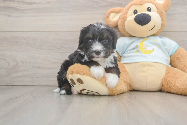 Adorable Mini Berniedoodle Poodle Mix Puppy