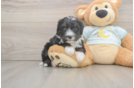 Adorable Mini Berniedoodle Poodle Mix Puppy