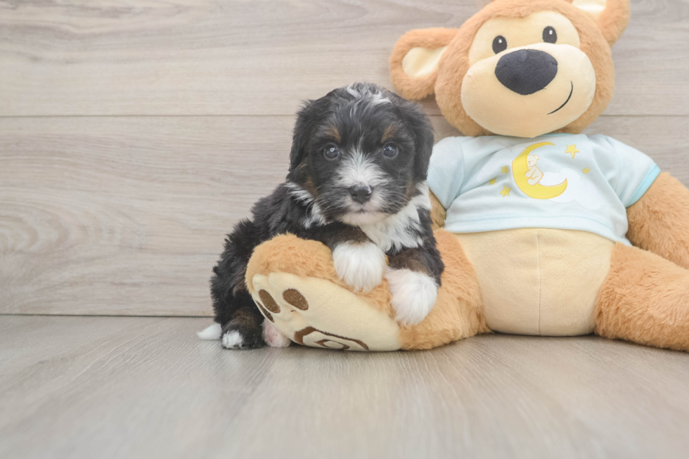 Adorable Mini Berniedoodle Poodle Mix Puppy