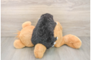 Mini Bernedoodle Pup Being Cute