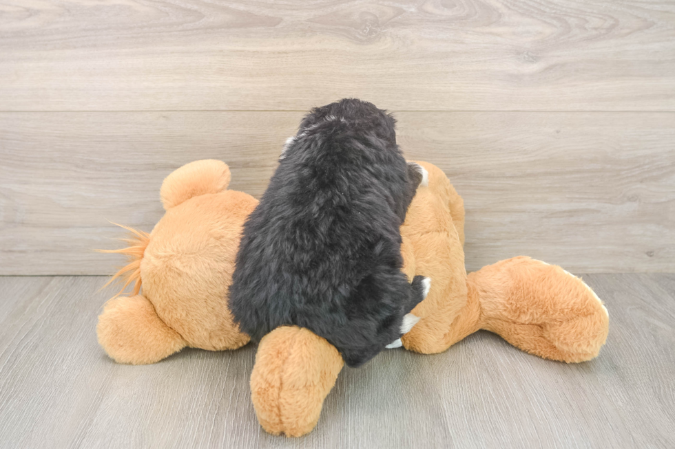 Mini Bernedoodle Pup Being Cute