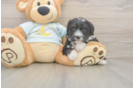 Best Mini Bernedoodle Baby