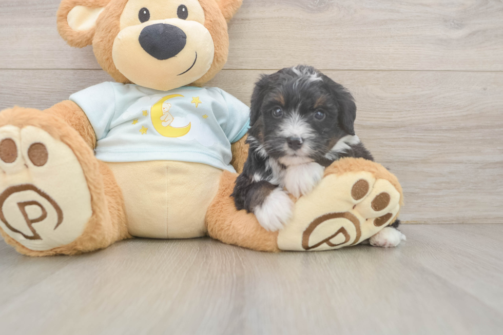 Best Mini Bernedoodle Baby