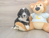 6 week old Mini Bernedoodle Puppy For Sale - Premier Pups