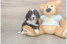 Smart Mini Bernedoodle Poodle Mix Pup