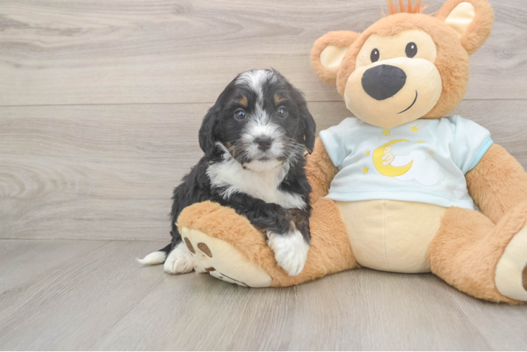 Meet Flintstone - our Mini Bernedoodle Puppy Photo  1/3 - Premier Pups Smart Mini Bernedoodle Poodle Mix Pup