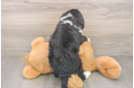Mini Bernedoodle Pup Being Cute