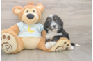 Mini Bernedoodle Pup Being Cute