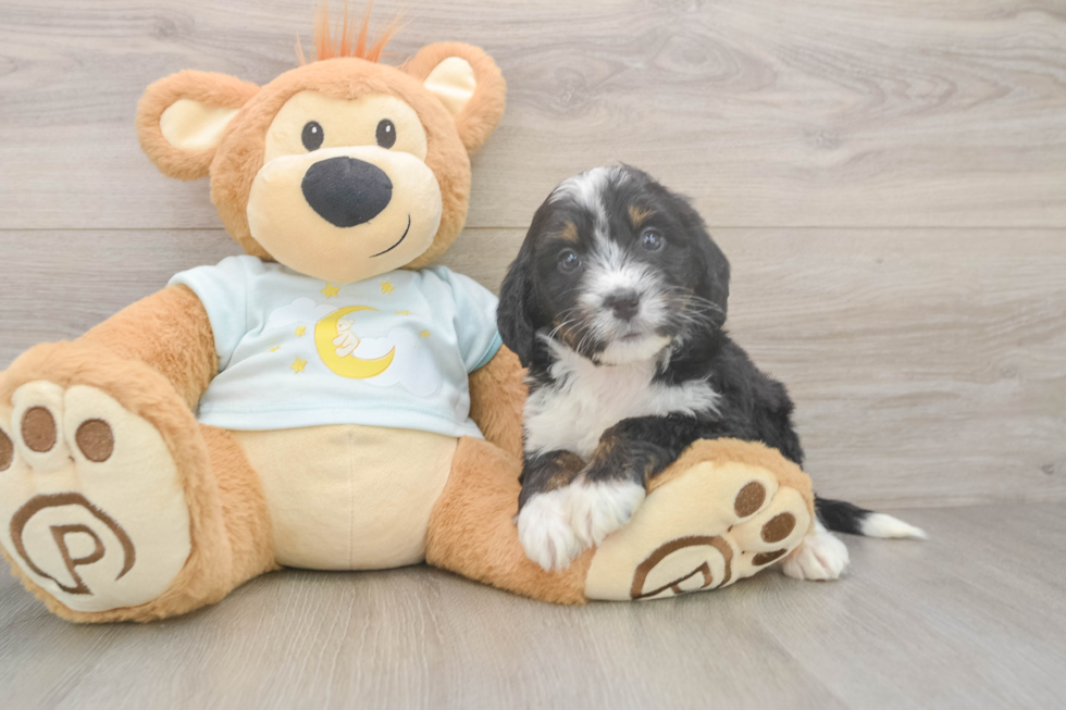 Mini Bernedoodle Pup Being Cute