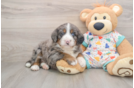 Best Mini Bernedoodle Baby