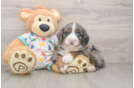 Best Mini Bernedoodle Baby