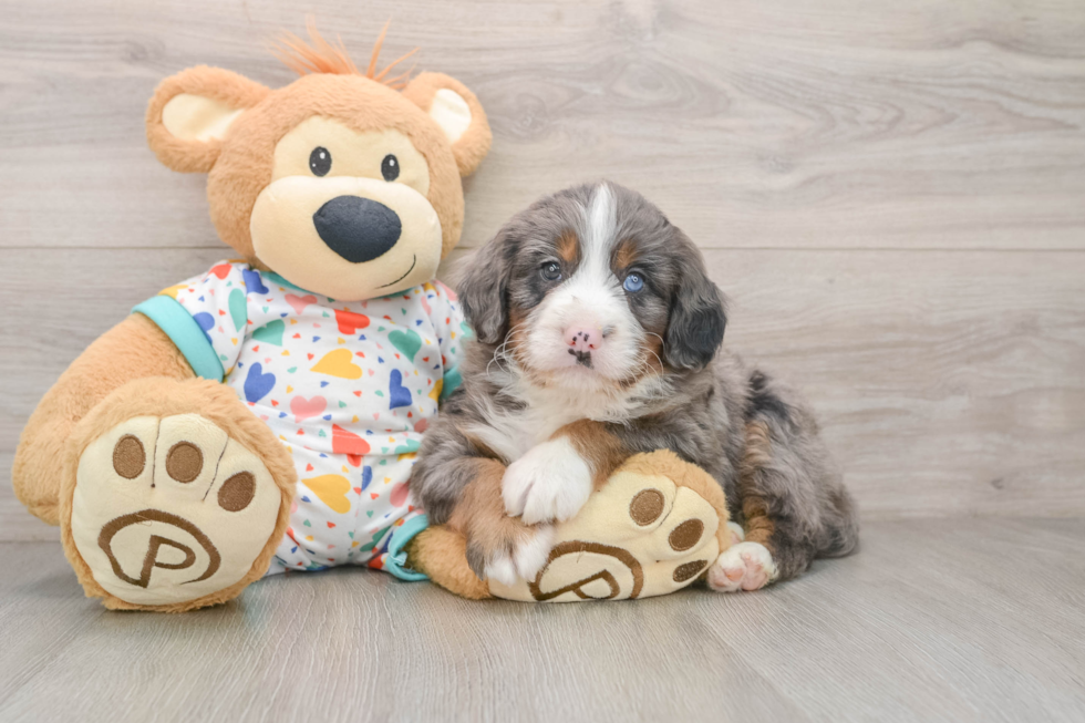 Best Mini Bernedoodle Baby