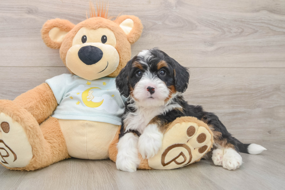 Best Mini Bernedoodle Baby