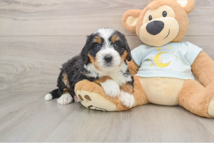 Happy Mini Bernedoodle Baby
