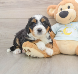 5 week old Mini Bernedoodle Puppy For Sale - Premier Pups