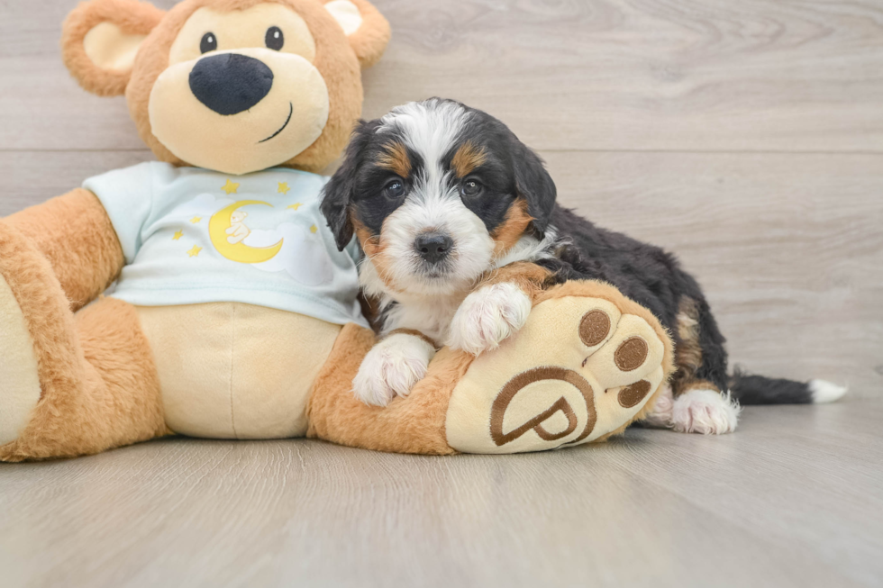 Petite Mini Bernedoodle Poodle Mix Pup