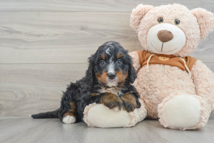Mini Bernedoodle Puppy for Adoption