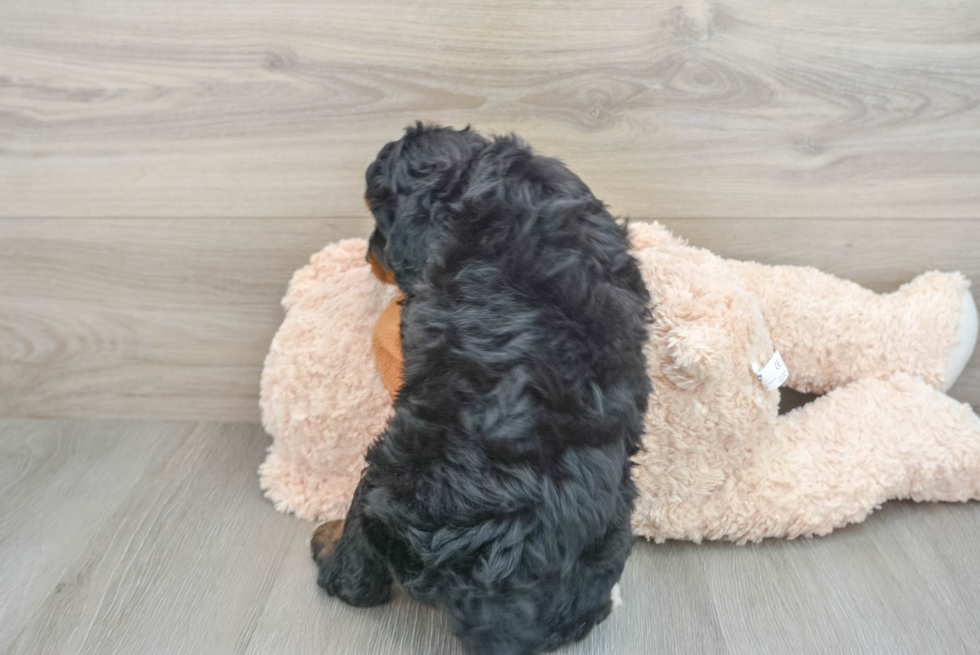 Small Mini Bernedoodle Baby