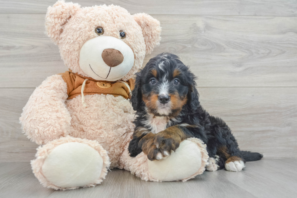 Small Mini Bernedoodle Baby