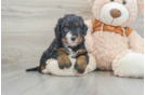 Mini Bernedoodle Puppy for Adoption