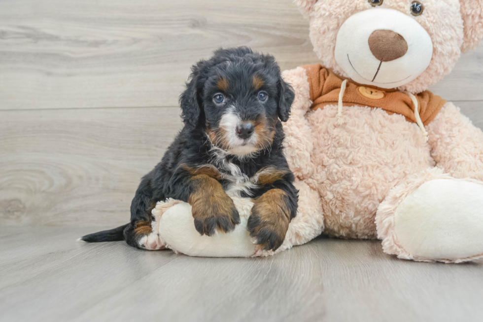 Mini Bernedoodle Puppy for Adoption