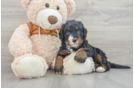 Best Mini Bernedoodle Baby